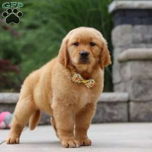 Lucas, Golden Retriever Puppy